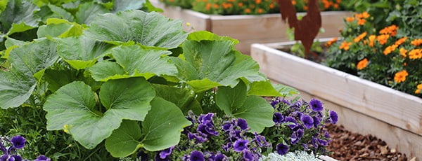 Aussaatplan für Mai: detaillierte Liste von Gemüse und Blumen - Haus und Garten Aussaatplan für Mai: detaillierte Liste von Gemüse und Blumen