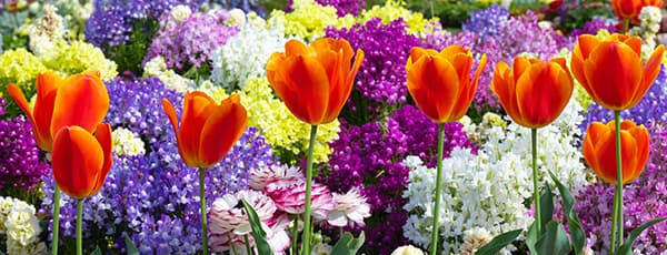 Blumenarrangements aus Tulpen und Narzissen - Haus und Garten Blumenarrangements aus Tulpen und Narzissen