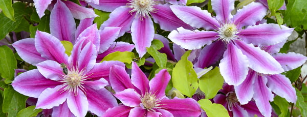 Clematis-Ratgeber: von der Pflanzung bis zur üppigen Blüte - Haus und Garten Clematis-Ratgeber: von der Pflanzung bis zur üppigen Blüte