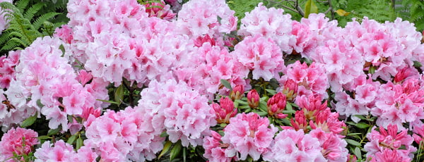 Die Geheimnisse des erfolgreichen Rhododendronanbaus - Haus und Garten Die Geheimnisse des erfolgreichen Rhododendronanbaus