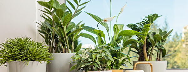Die Geheimnisse eines florierenden Dollarbaums - Haus und Garten Die Geheimnisse eines florierenden Dollarbaums