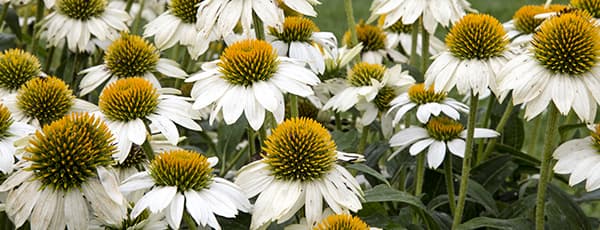 Die Schönheit und Heilkraft der Echinacea: Anleitung zum Anbau der Wunderblume - Haus und Garten Die Schönheit und Heilkraft der Echinacea: Anleitung zum Anbau der Wunderblume