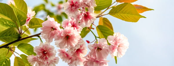 Entdecken Sie den Charme des japanischen Kirschbaums: Wie pflegt man diese Pflanze, um ihre üppige Blüte zu genießen? - Haus und Garten Entdecken Sie den Charme des japanischen Kirschbaums: Wie pflegt man diese Pflanze, um ihre üppige Blüte zu genießen?