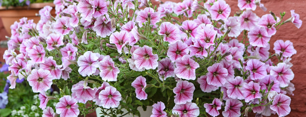 Entdecken Sie den Zauber der Balkonblumen: von der Aussaat bis zur Blüte - Haus und Garten Entdecken Sie den Zauber der Balkonblumen: von der Aussaat bis zur Blüte