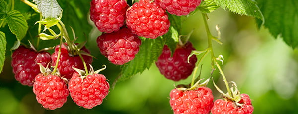 Geheimnisse der erfolgreichen Vorbereitung von Himbeeren für den Winter - Haus und Garten Geheimnisse der erfolgreichen Vorbereitung von Himbeeren für den Winter