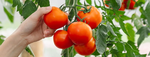 Gemüsegarten am Fenster: 10 Gemüsesorten, die man leicht zu Hause anbauen kann - Haus und Garten Gemüsegarten am Fenster: 10 Gemüsesorten, die man leicht zu Hause anbauen kann
