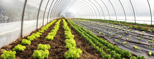 Gewächshaus vor der Bepflanzung im Frühjahr - Vorbereitung - Haus und Garten Gewächshaus vor der Bepflanzung im Frühjahr - Vorbereitung