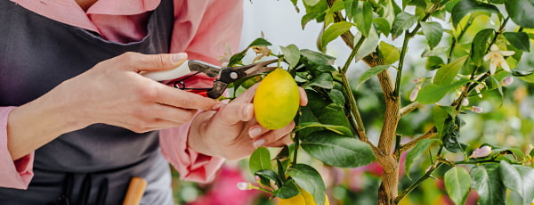 Hausgemachte Zitrone - eine Quelle von Vitaminen und erfrischendem Geschmack - Haus und Garten Hausgemachte Zitrone - eine Quelle von Vitaminen und erfrischendem Geschmack