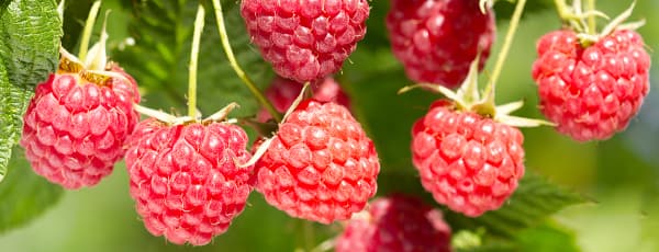 Herbstpflanzung von Himbeeren: Geheimnisse für eine reiche Ernte im nächsten Jahr - Haus und Garten Herbstpflanzung von Himbeeren: Geheimnisse für eine reiche Ernte im nächsten Jahr