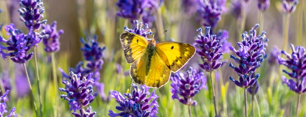 Herrlicher Lavendel: Geheimnisse der Pflanzung und Pflege - Haus und Garten Herrlicher Lavendel: Geheimnisse der Pflanzung und Pflege