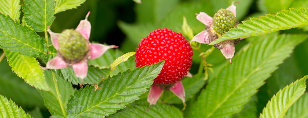 Himbeere-Erdbeere: eine Übersicht über Gartenraritäten - Haus und Garten Himbeere-Erdbeere: eine Übersicht über Gartenraritäten