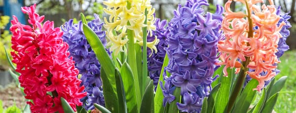 Mai im Garten: Was kann man im Mai im Garten und im Obstgarten tun? - Haus und Garten Mai im Garten: Was kann man im Mai im Garten und im Obstgarten tun?