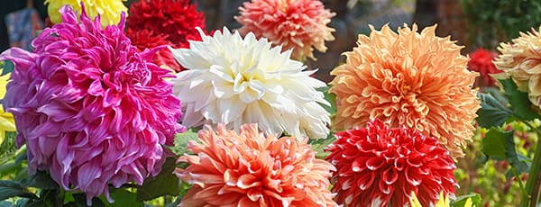 Mehrjährige Blumen, die im Jahr der Anpflanzung blühen - Haus und Garten Mehrjährige Blumen, die im Jahr der Anpflanzung blühen
