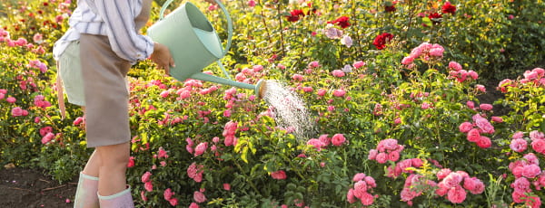 Pflege von Rosen im Sommer: Die Geheimnisse der Dauerblüte - Haus und Garten Pflege von Rosen im Sommer: Die Geheimnisse der Dauerblüte