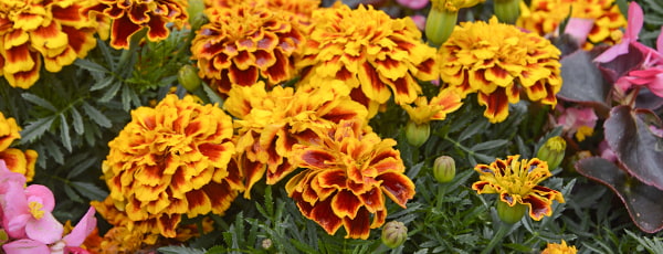 Ringelblumen - die Verbündeten des Gärtners im Kampf gegen Schädlinge - Haus und Garten Ringelblumen - die Verbündeten des Gärtners im Kampf gegen Schädlinge