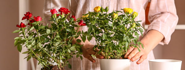 Rosen in Töpfen: 10 Geheimnisse des erfolgreichen Anbaus - Haus und Garten Rosen in Töpfen: 10 Geheimnisse des erfolgreichen Anbaus