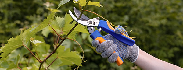 Schritt für Schritt: Regeln für das Pflanzen von Reben im Frühjahr - Haus und Garten Schritt für Schritt: Regeln für das Pflanzen von Reben im Frühjahr