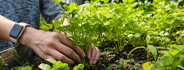 TOP 10 Gemüse, das auch ein Anfänger anbauen kann - Haus und Garten TOP 10 Gemüse, das auch ein Anfänger anbauen kann