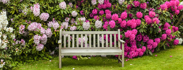 Was pflanzt man neben einen Rhododendron? - Haus und Garten Was pflanzt man neben einen Rhododendron?