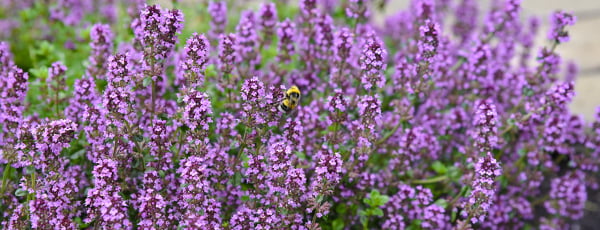 Welche Pflanzen mögen Fliegen und Stechmücken nicht? Wo sollten sie gepflanzt werden? - Haus und Garten Welche Pflanzen mögen Fliegen und Stechmücken nicht? Wo sollten sie gepflanzt werden?