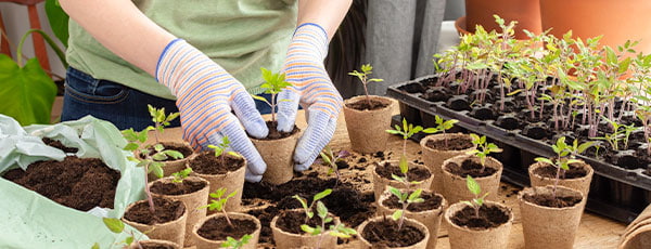 Wie bereitet man eine Setzlingspflanze vor? Alles, was Sie wissen müssen. - Haus und Garten Wie bereitet man eine Setzlingspflanze vor? Alles, was Sie wissen müssen.
