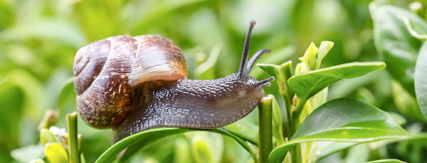 Wie kann man Schnecken mit Naturheilmitteln abwehren? - Haus und Garten Wie kann man Schnecken mit Naturheilmitteln abwehren?