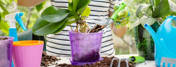 Wie man eine Orchidee züchtet: 8 Tipps für Anfänger - Haus und Garten Wie man eine Orchidee züchtet: 8 Tipps für Anfänger
