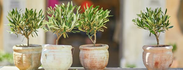 Wie man einen Olivenbaum anbaut: Pflegeprinzipien für Haus und Garten - Haus und Garten Wie man einen Olivenbaum anbaut: Pflegeprinzipien für Haus und Garten