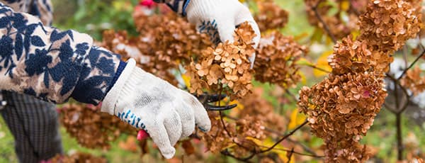 Wie man Hortensien noch schöner macht - Haus und Garten Wie man Hortensien noch schöner macht