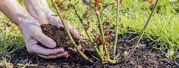 Wie man Rosen in den Boden pflanzt - Anleitung - Haus und Garten Wie man Rosen in den Boden pflanzt - Anleitung