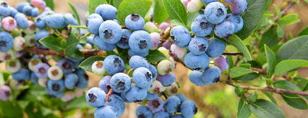 Wie pflanzt man Blaubeeren im Frühjahr? - Haus und Garten Wie pflanzt man Blaubeeren im Frühjahr?