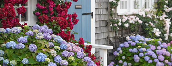 Wie pflegt man Hortensien im Frühjahr, um Wachstum und Blüte zu fördern? - Haus und Garten Wie pflegt man Hortensien im Frühjahr, um Wachstum und Blüte zu fördern?
