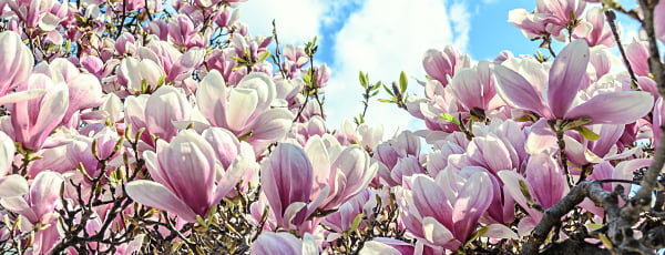 Wunderschöne Magnolie - ein Symbol für Frühling und Leben - Haus und Garten Wunderschöne Magnolie - ein Symbol für Frühling und Leben