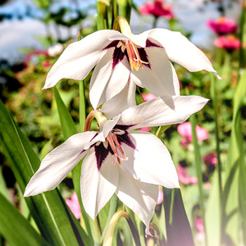 Abessinische Gladiole