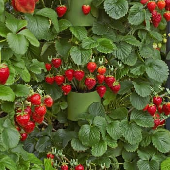 Ampel-Erdbeeren