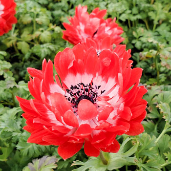 Anemone