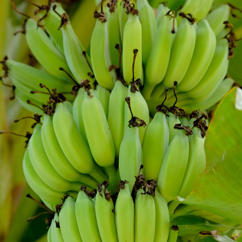 Banane