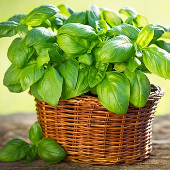 Basilikum