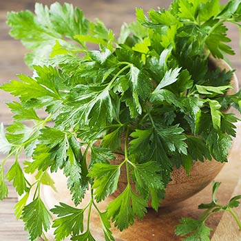 Blattpetersilie