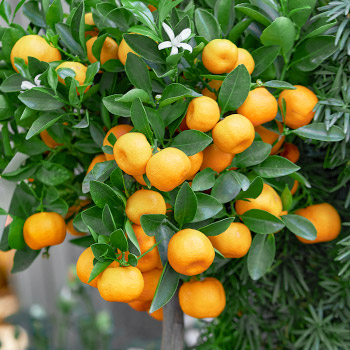 Calamondinorange