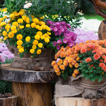 Chrysantheme
