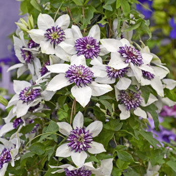Clematis