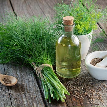 Dill