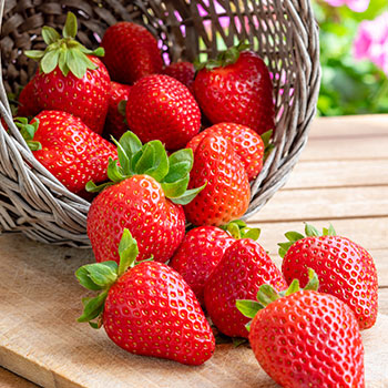 Erdbeeren