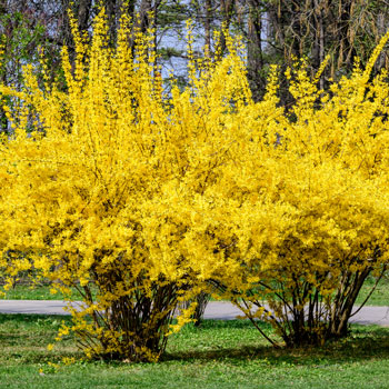 Forsythien