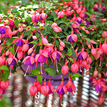 Fuchsie