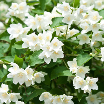 Gartenjasmin