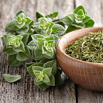 Oregano Gewöhnliche