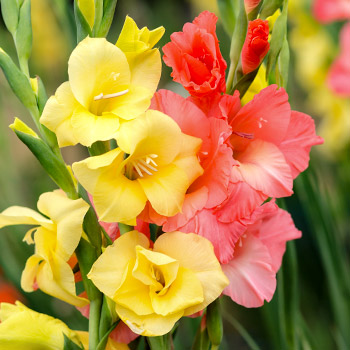 Gladiole
