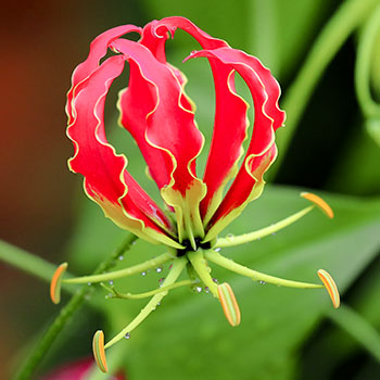 Gloriosa